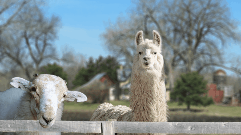 Sheep and alpaca